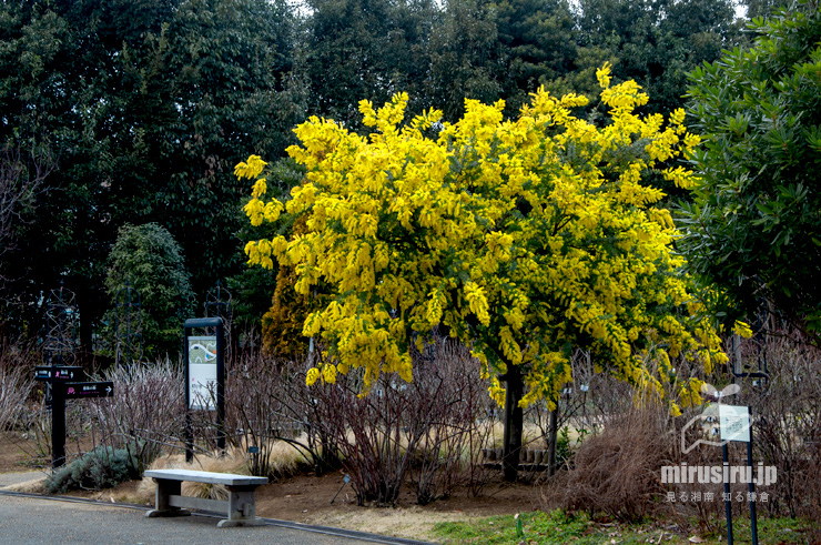 ミモザ（ギンヨウアカシア）