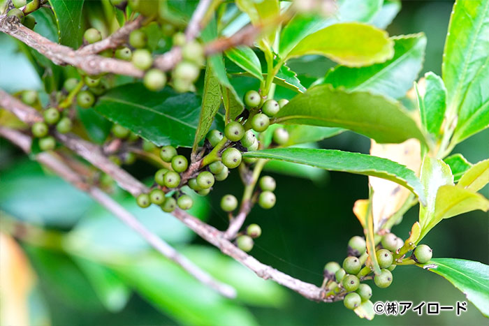 みやざき森林環境教育