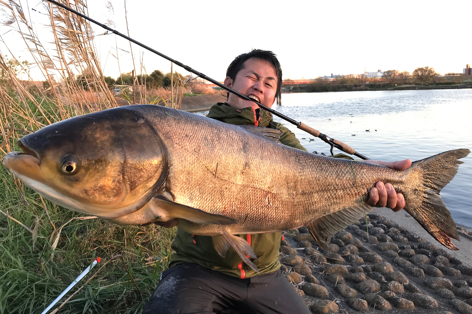 Dear Monster MX-7S - Monster Kiss モンスターキス