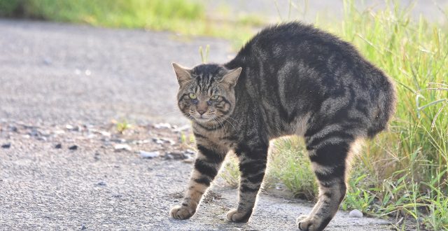 mofoo ～モフー～お洒落 猫生活マガジン～