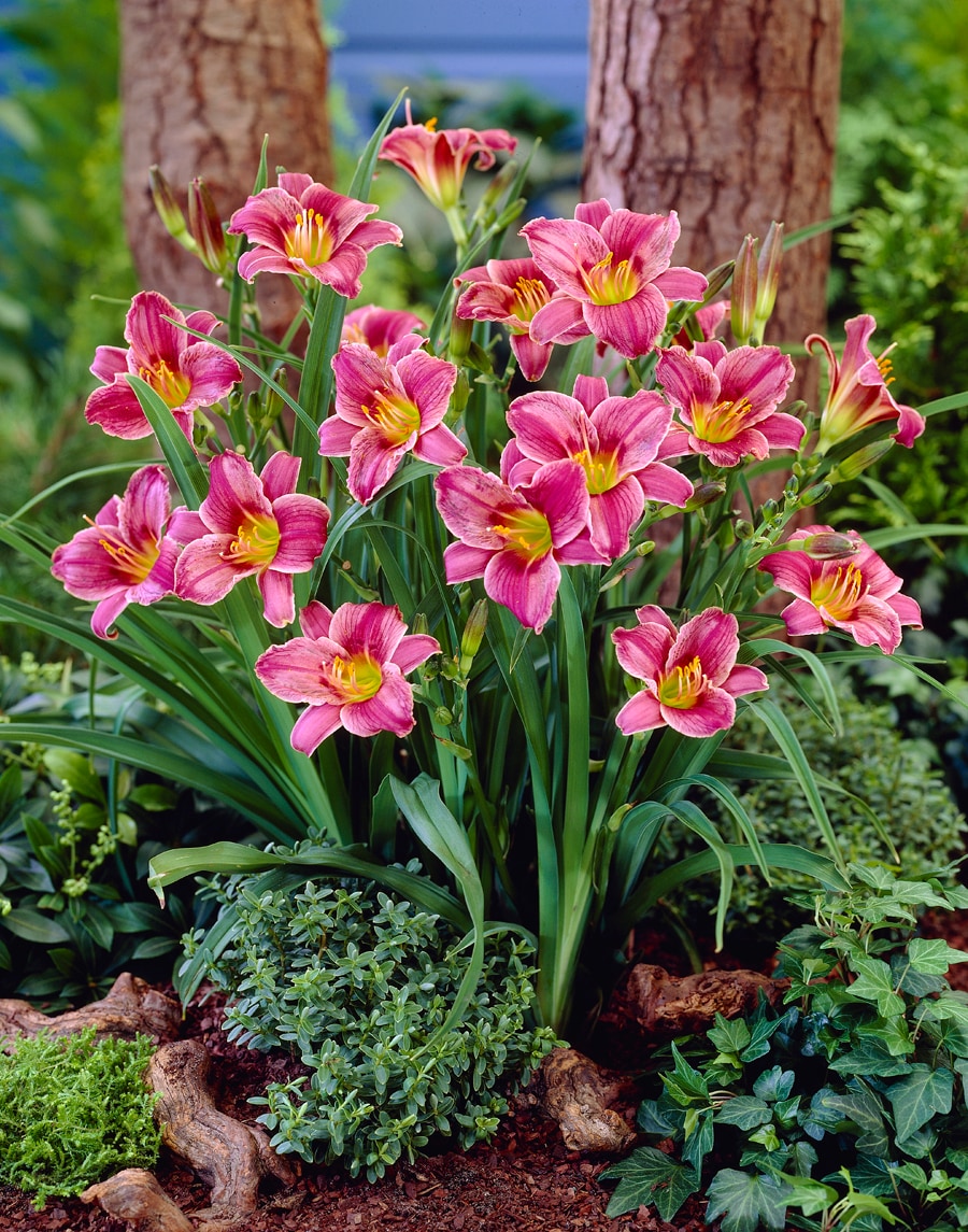 Lowe's Pink Daylily Little Missy Bulbs 2-Count 23332P at Lowes.com