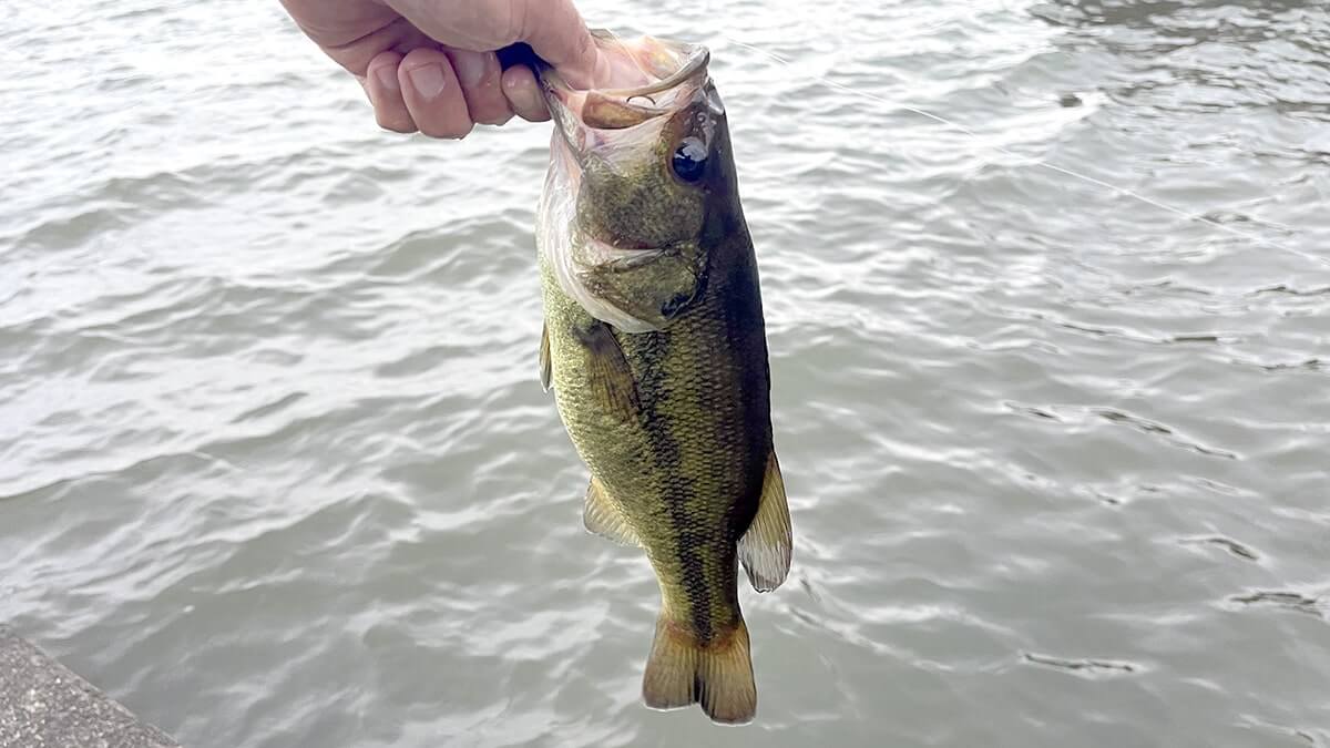 ブラックバス釣り｜8月夏の霞水系の水路と北浦でバスを探す