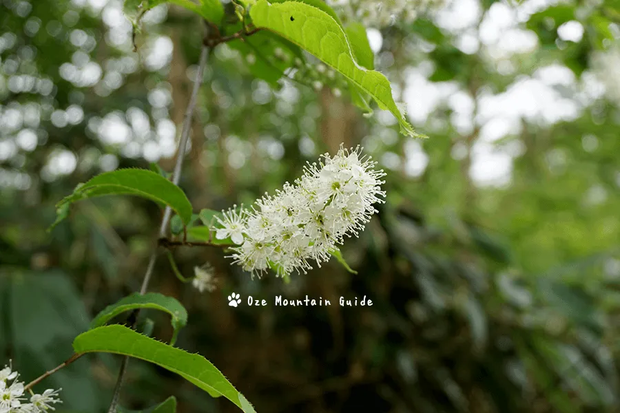 ウワミズザクラ