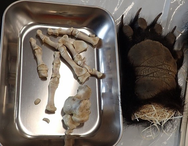 ツキノワグマの掌・足剥製標本づくり2回目 – モリノス