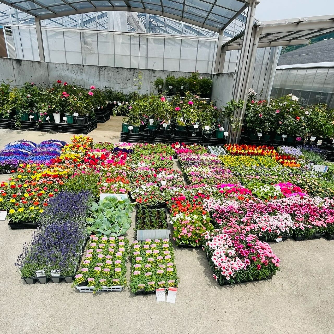 ブログ｜最高品質のバラを生産者直送でお届けするバラ農園｜森田バラ園