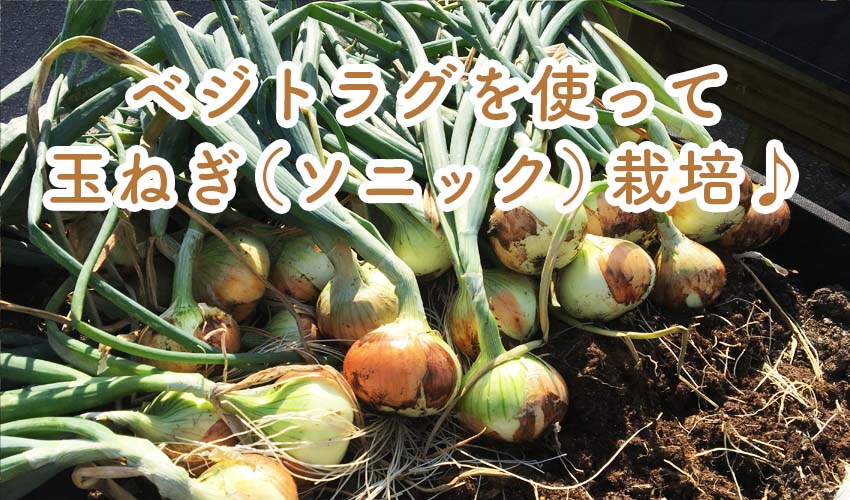 ベジトラグで玉ねぎ（品種：ソニック）栽培！ | 岡山で建材