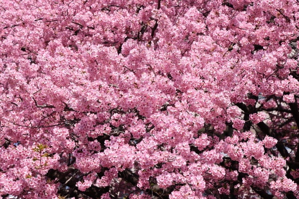 あざみ野】河津桜が満開、春はもうすぐ！｜Madame MのCamera