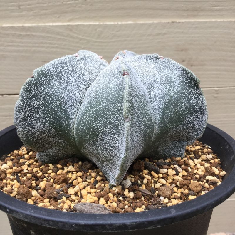 アストロフィツム ストロンギロゴナム - M's plants