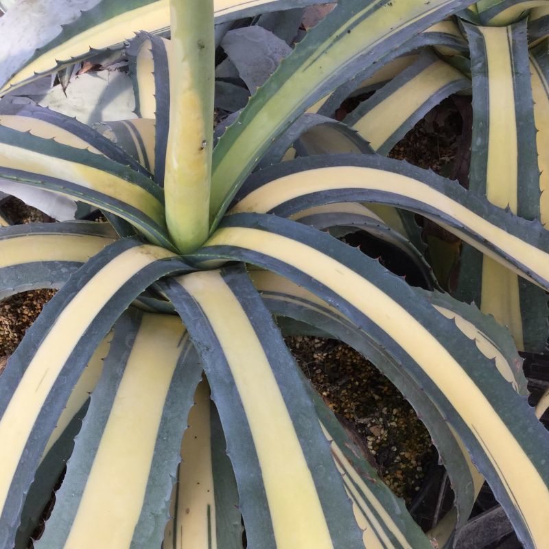 Agave americana mediopicta aurea 黄中斑 - M's plants