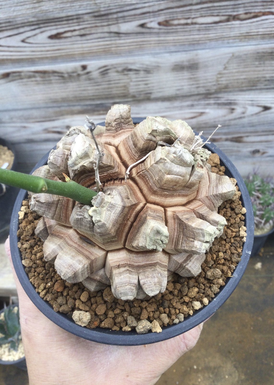 Dioscorea elephantipes ( アフリカ亀甲竜 ) - M's plants