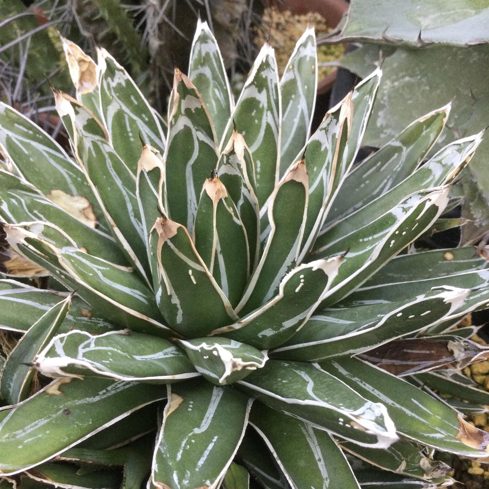 Agave victoriae-reginae '姫笹の雪' 良型タイプ (k-01) - M's plants
