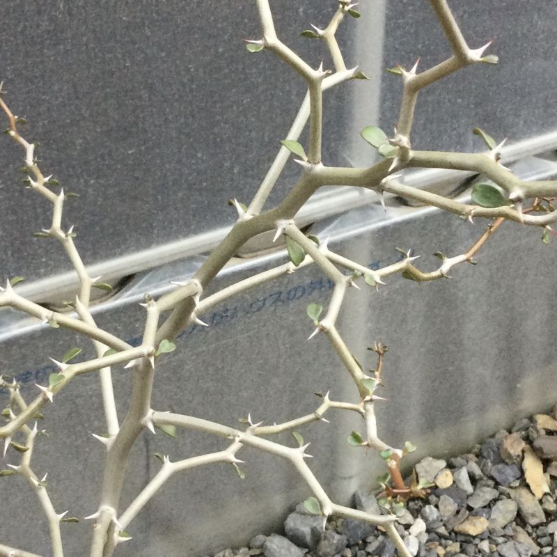 デカリア マダガスカリエンシス (ジグザグの木) - M's plants