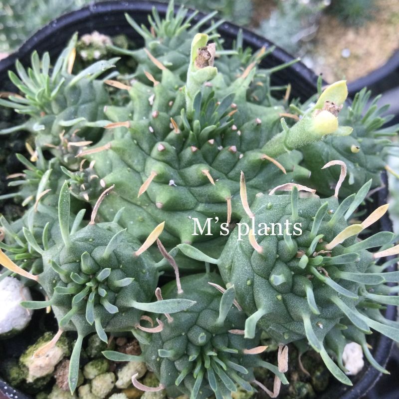 ユーフォルビア オベサ鉄甲 (オベサ × 鉄甲丸) - M's plants