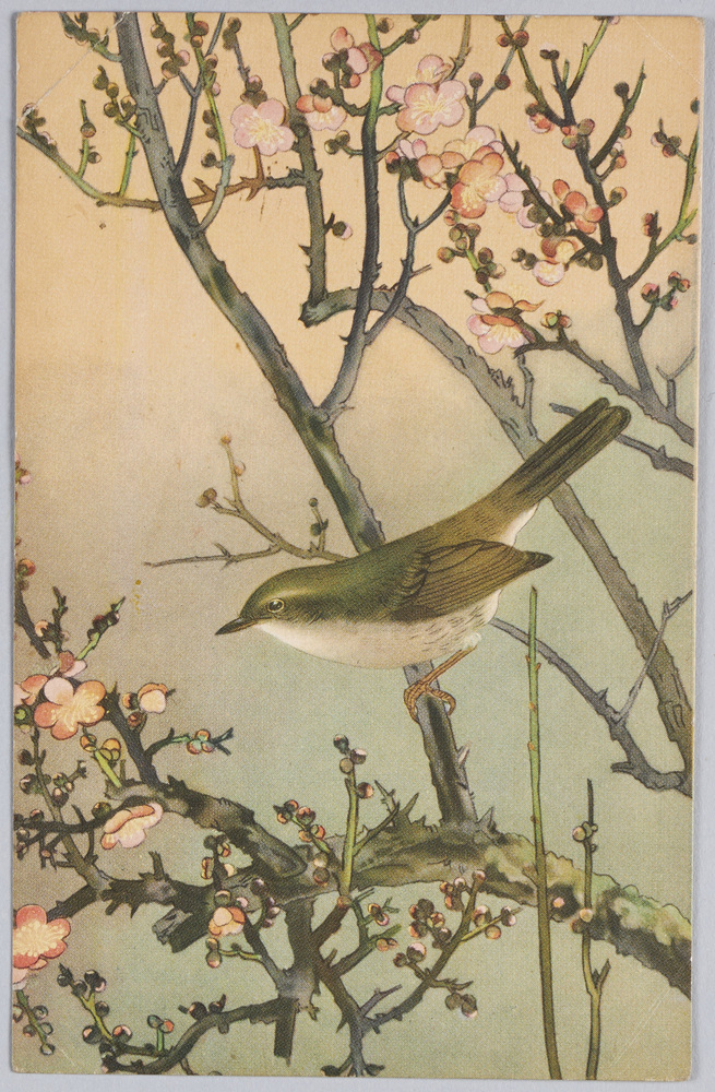 鴬 小泉勝爾・土岡泉共著『鳥類写生図譜』より | ToMuCo - Tokyo