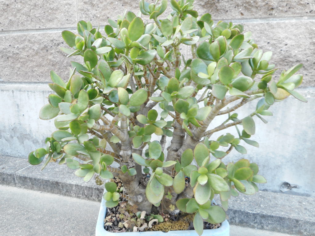 金のなる木」には生命力があります | 村瀬司法書士事務所