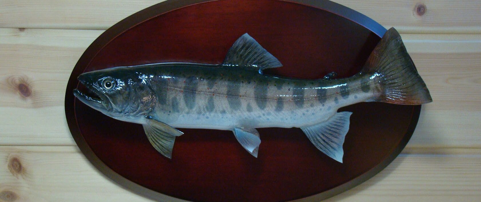 感動保存工房むらせ/MOUNT剥製