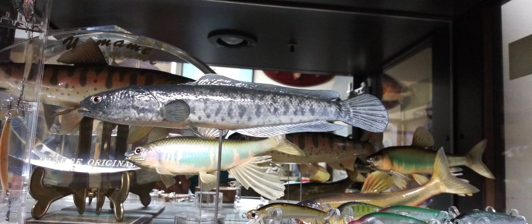 感動保存工房むらせ/MOUNT剥製