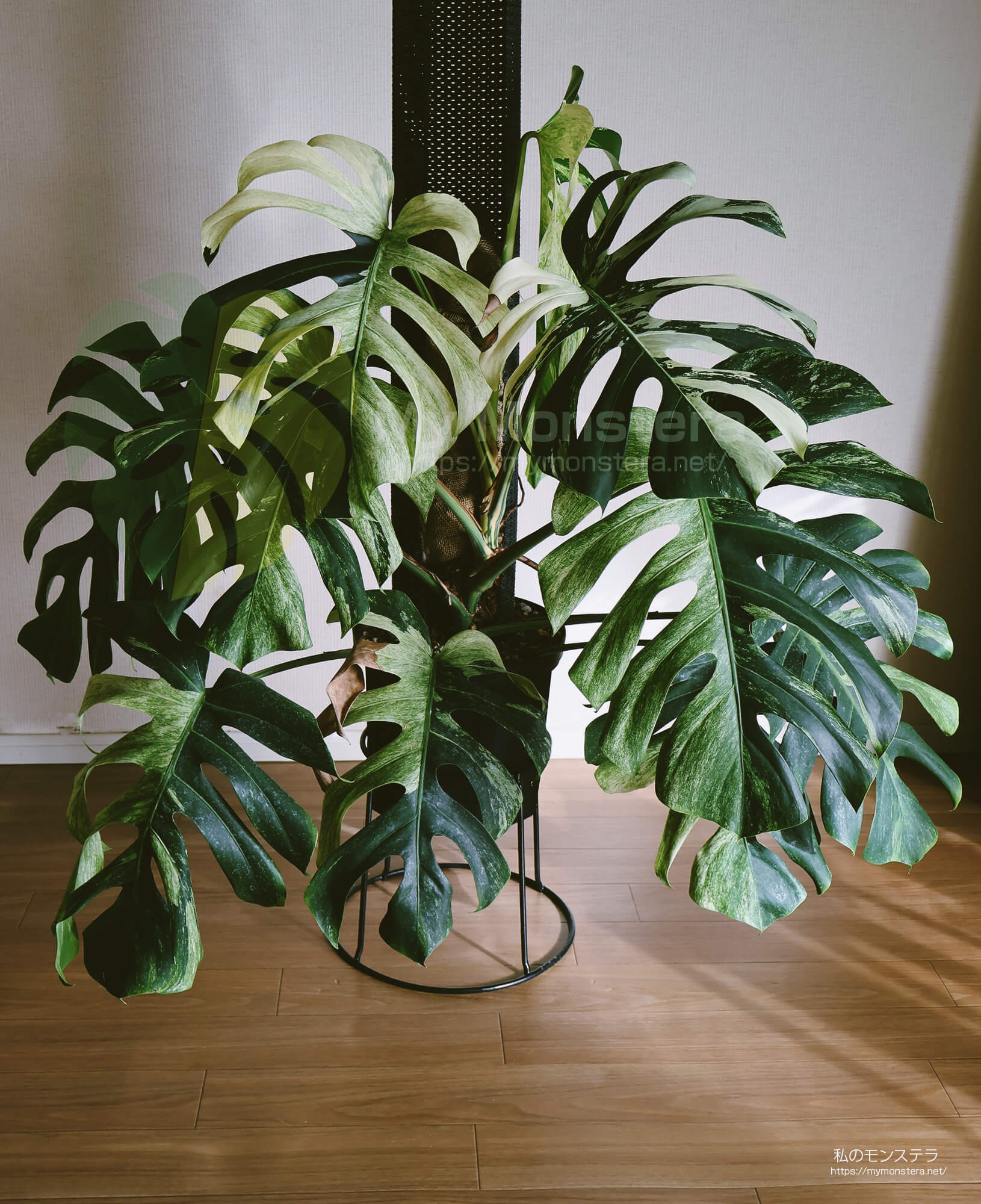 無機質な用土へ切り替えを行ったモンステラデリシオーサボルシギアナ