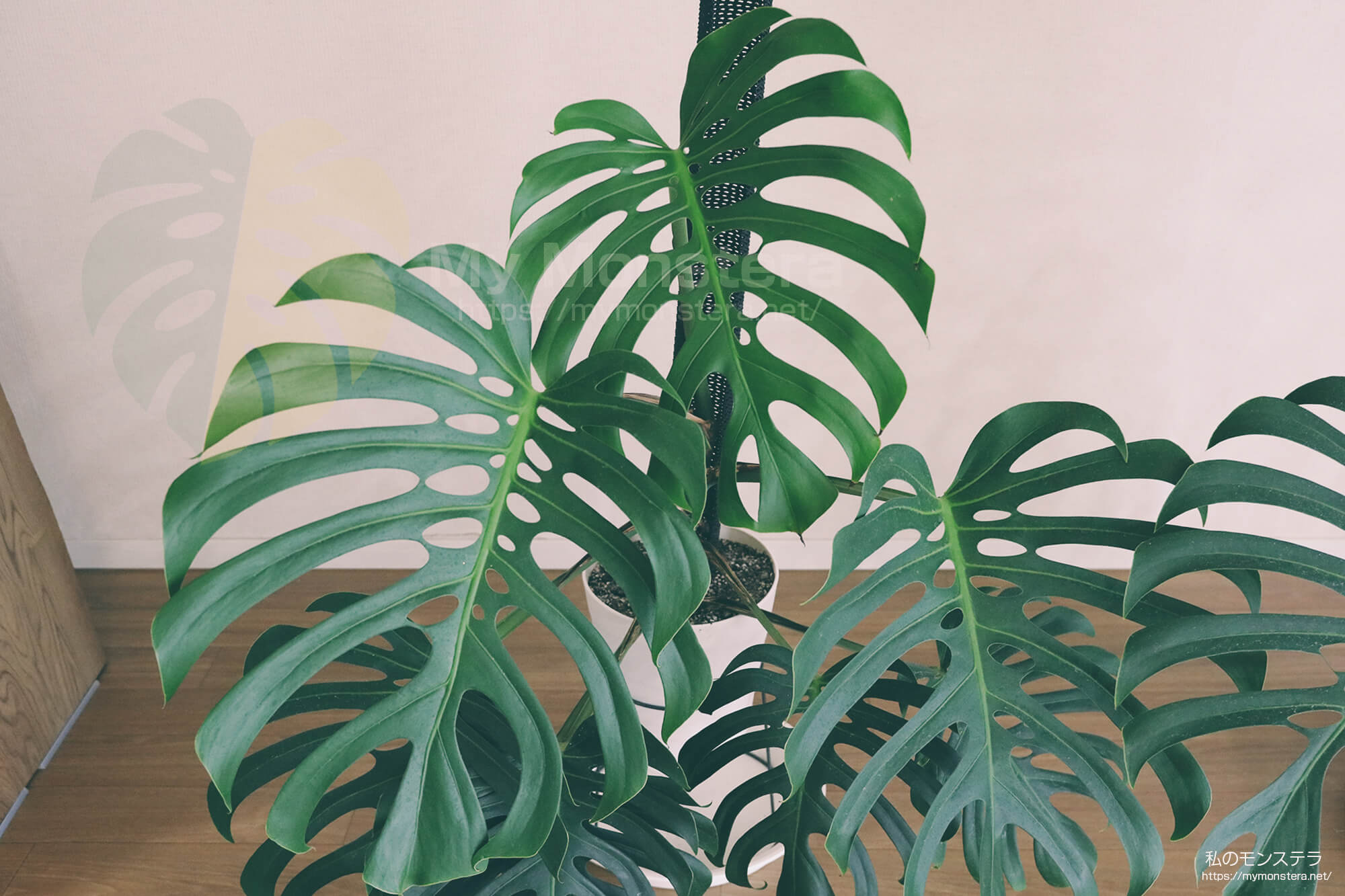 栽培を開始して約2年が経過するモンステラスケルトン。トップカット
