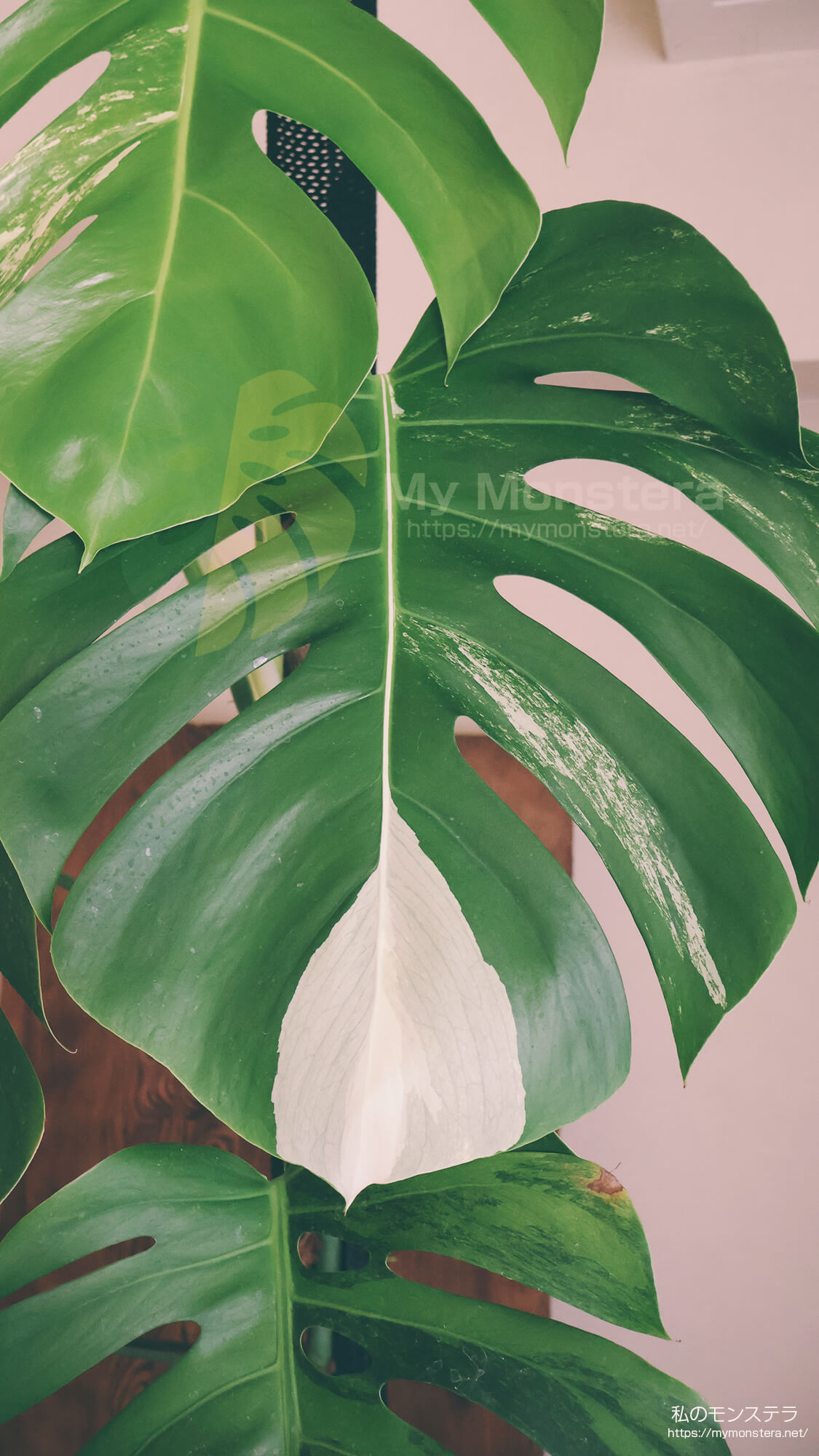 2メートルの大株に成長したモンステラセブブルーミント - 私のモンステラ