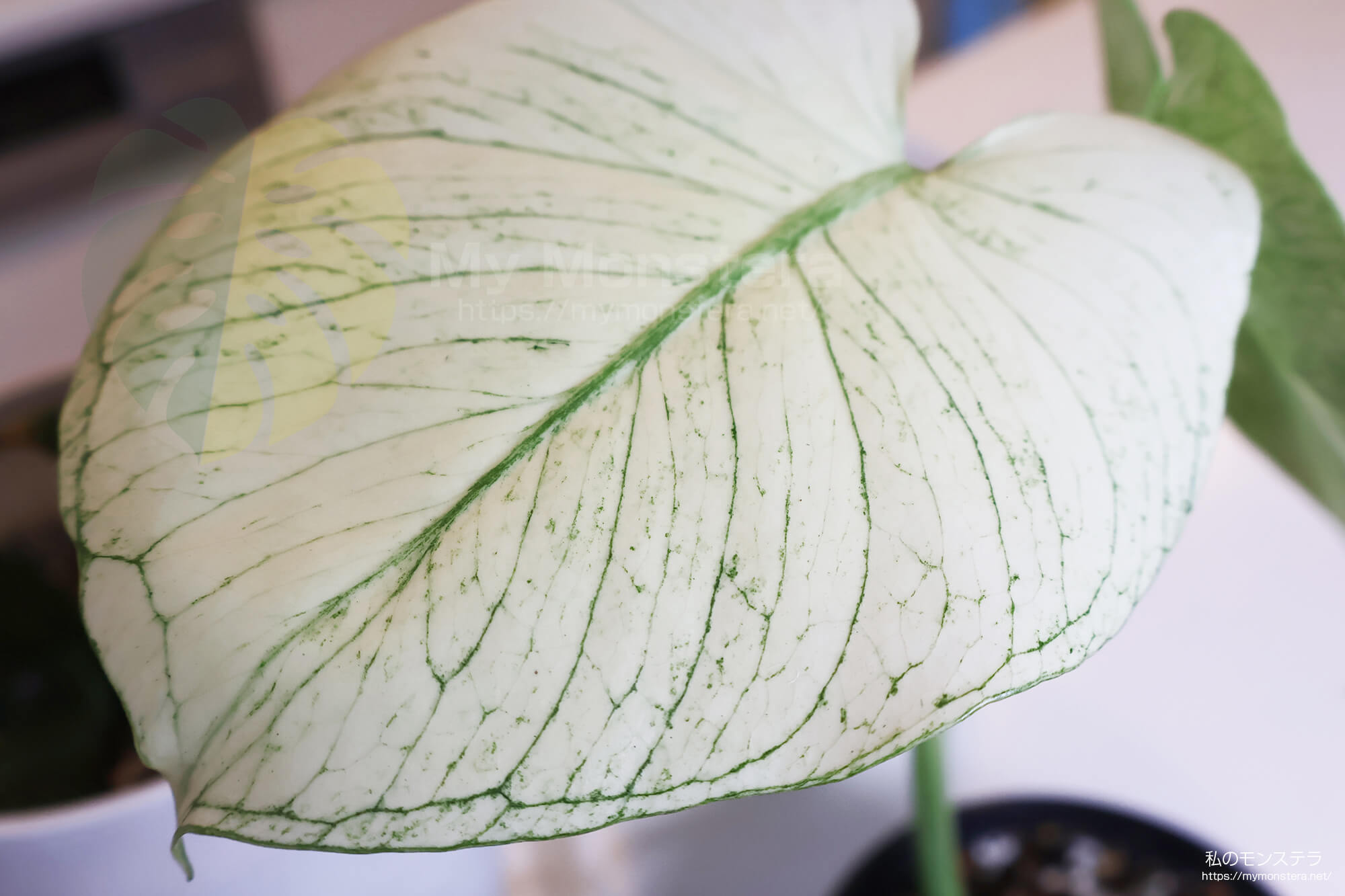天津ラン・モンステラデリシオーサホワイトモンスター ( Monstera