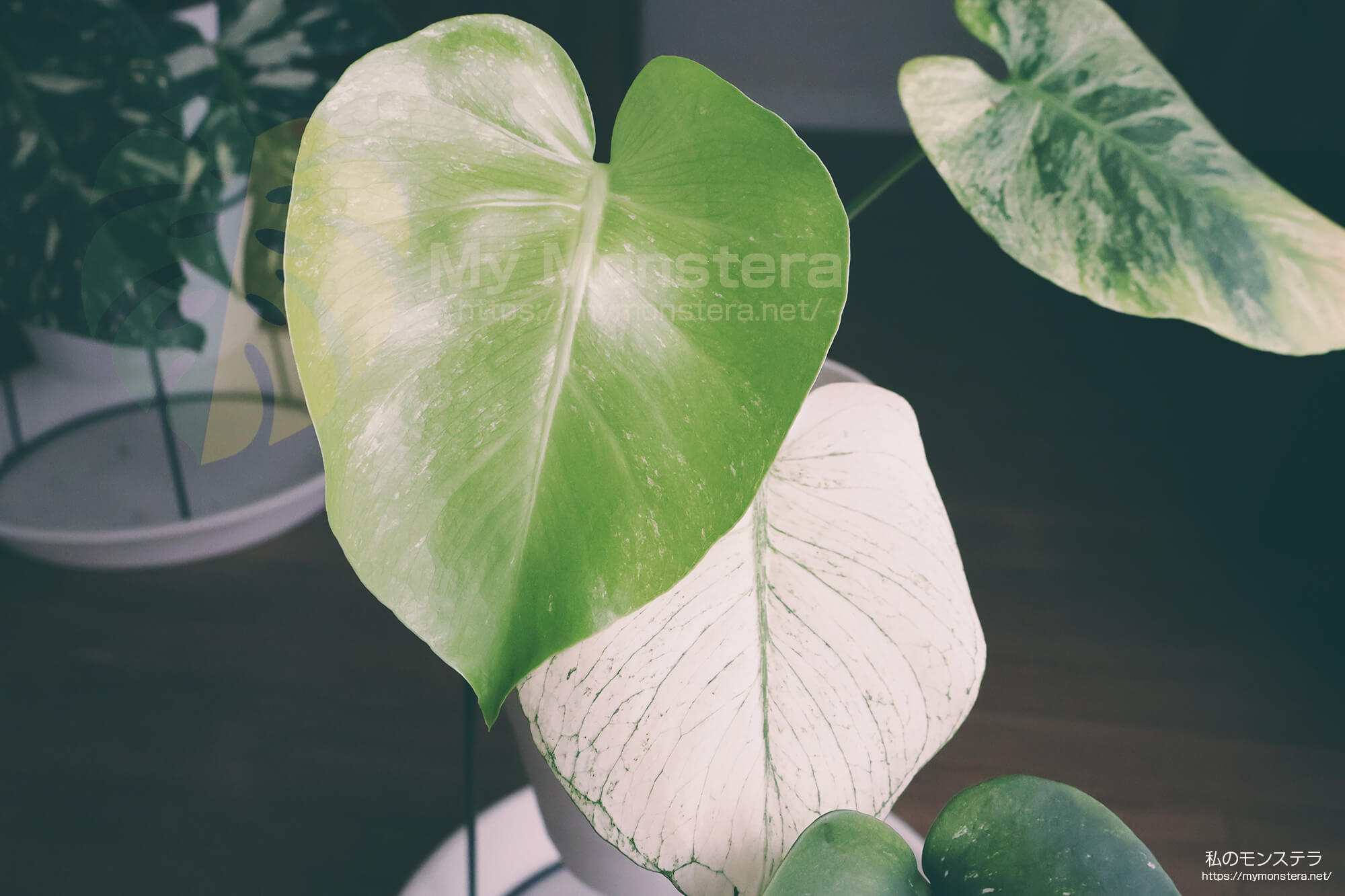 S*T様 5株セットms41【特別選抜】ホワイトモンスター／天津蘭