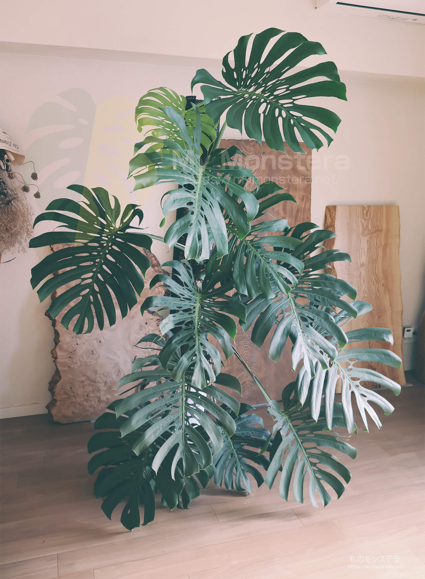 あと2ヵ月で栽培丸3年を迎えるモンステラマクロコズム - 私のモンステラ