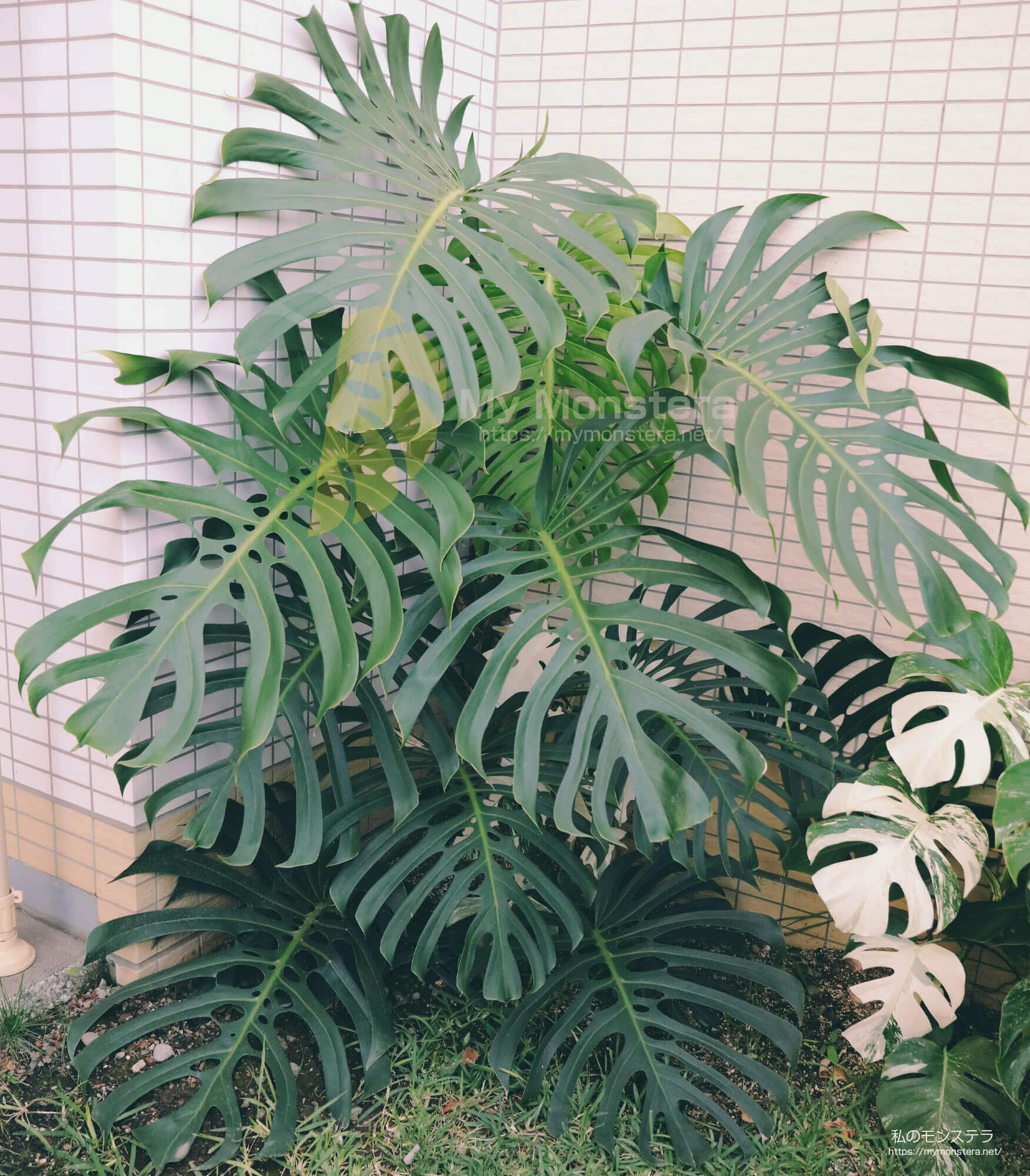 半年でモンステラスケルトンが超巨大化！地植え栽培の威力 - 私の