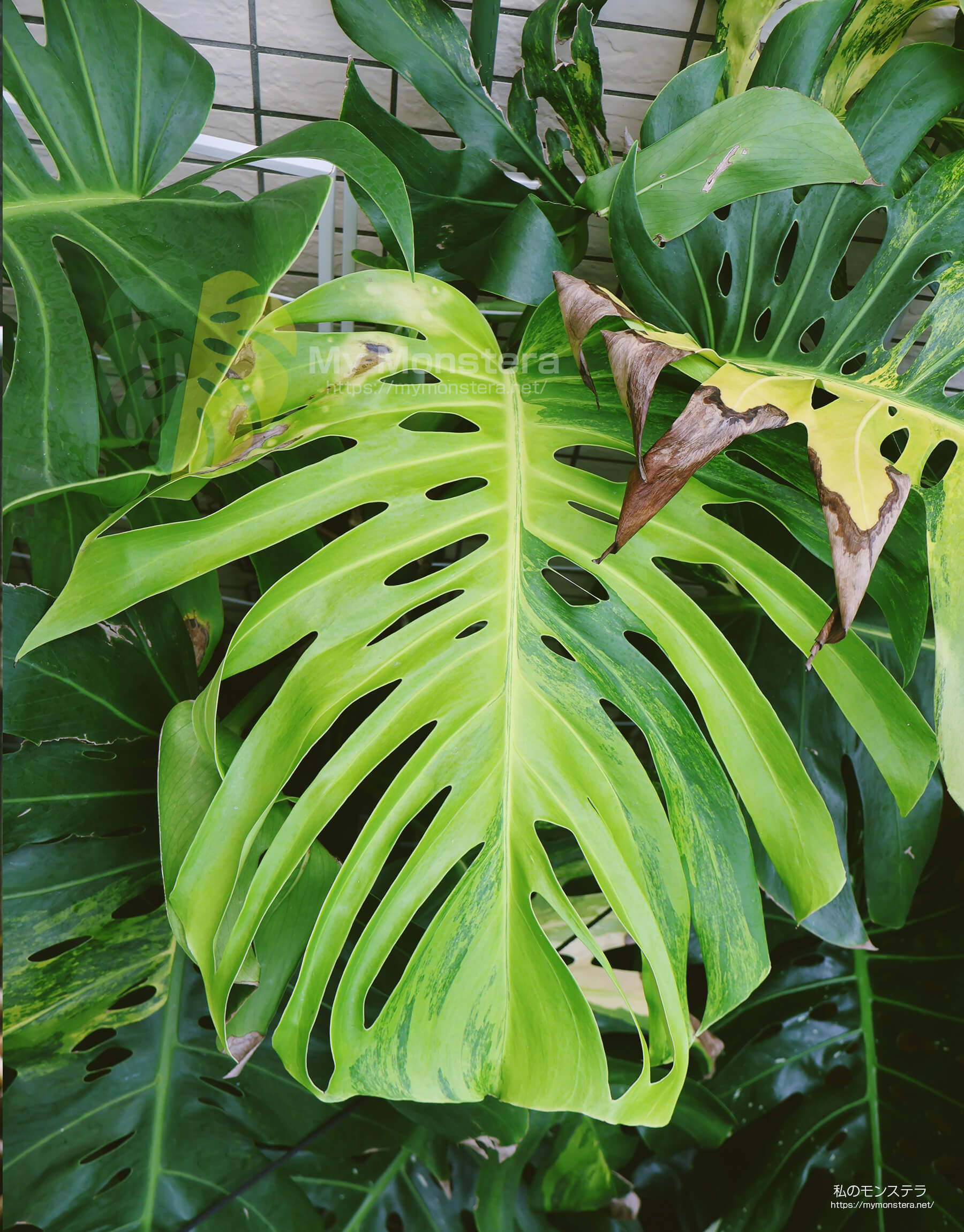 オーレア・モンステラ( Monstera Borsigiana Yellow Variegata 