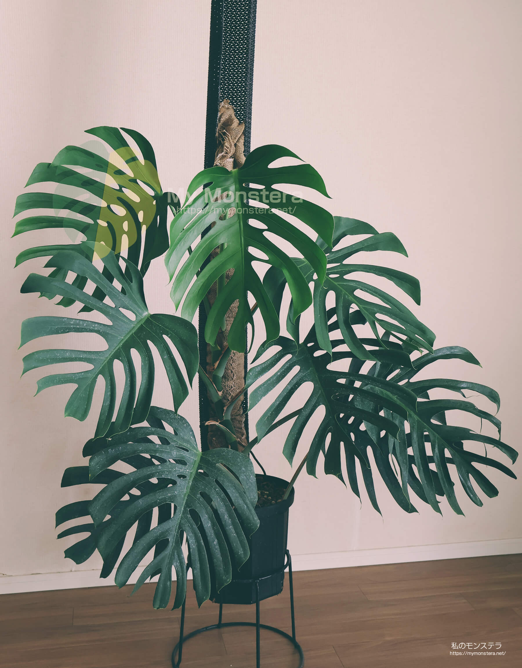 モンステラデリシオーサシエラナハワイ( Monstera Deliciosa Sierrana