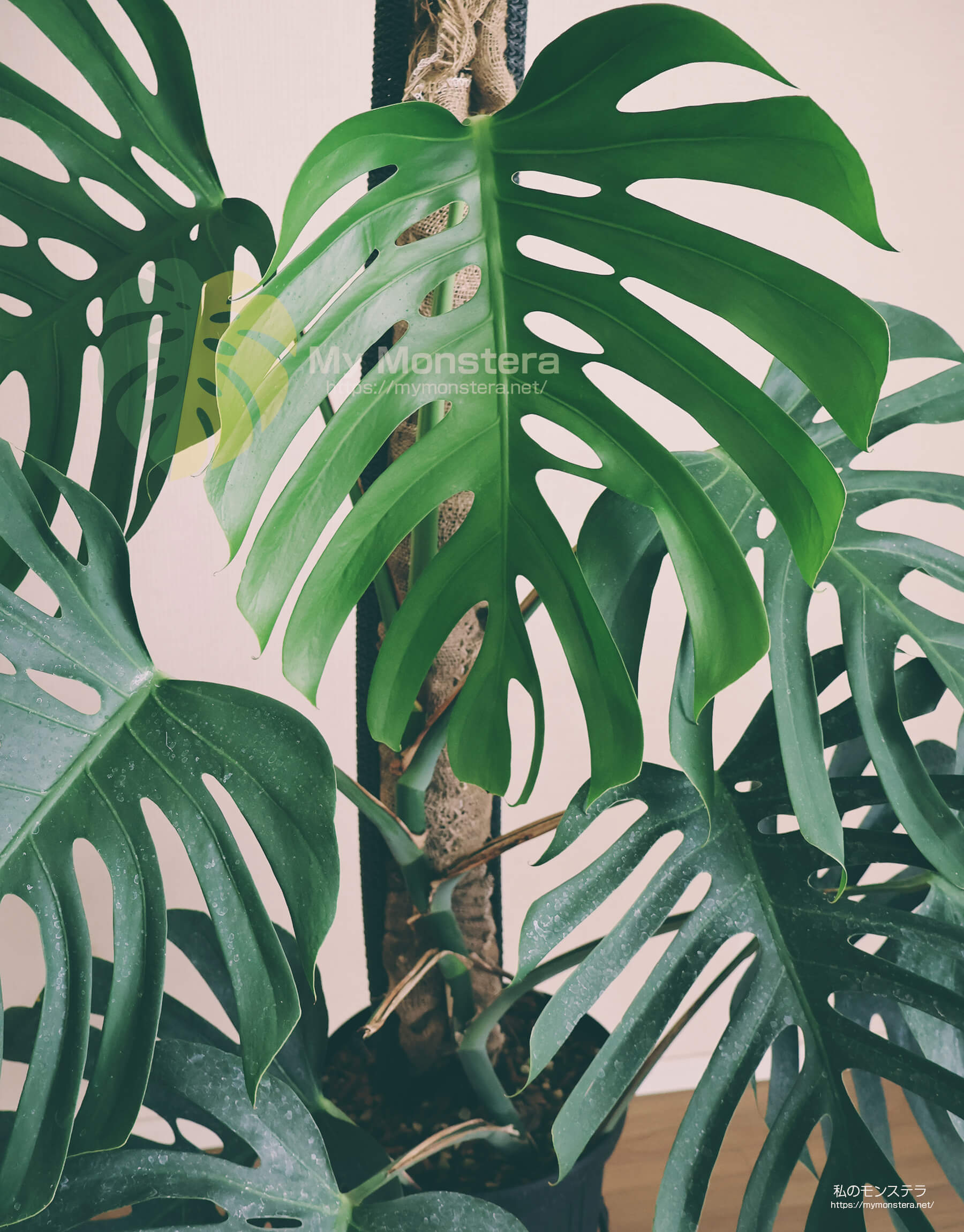 モンステラデリシオーサシエラナハワイ( Monstera Deliciosa Sierrana