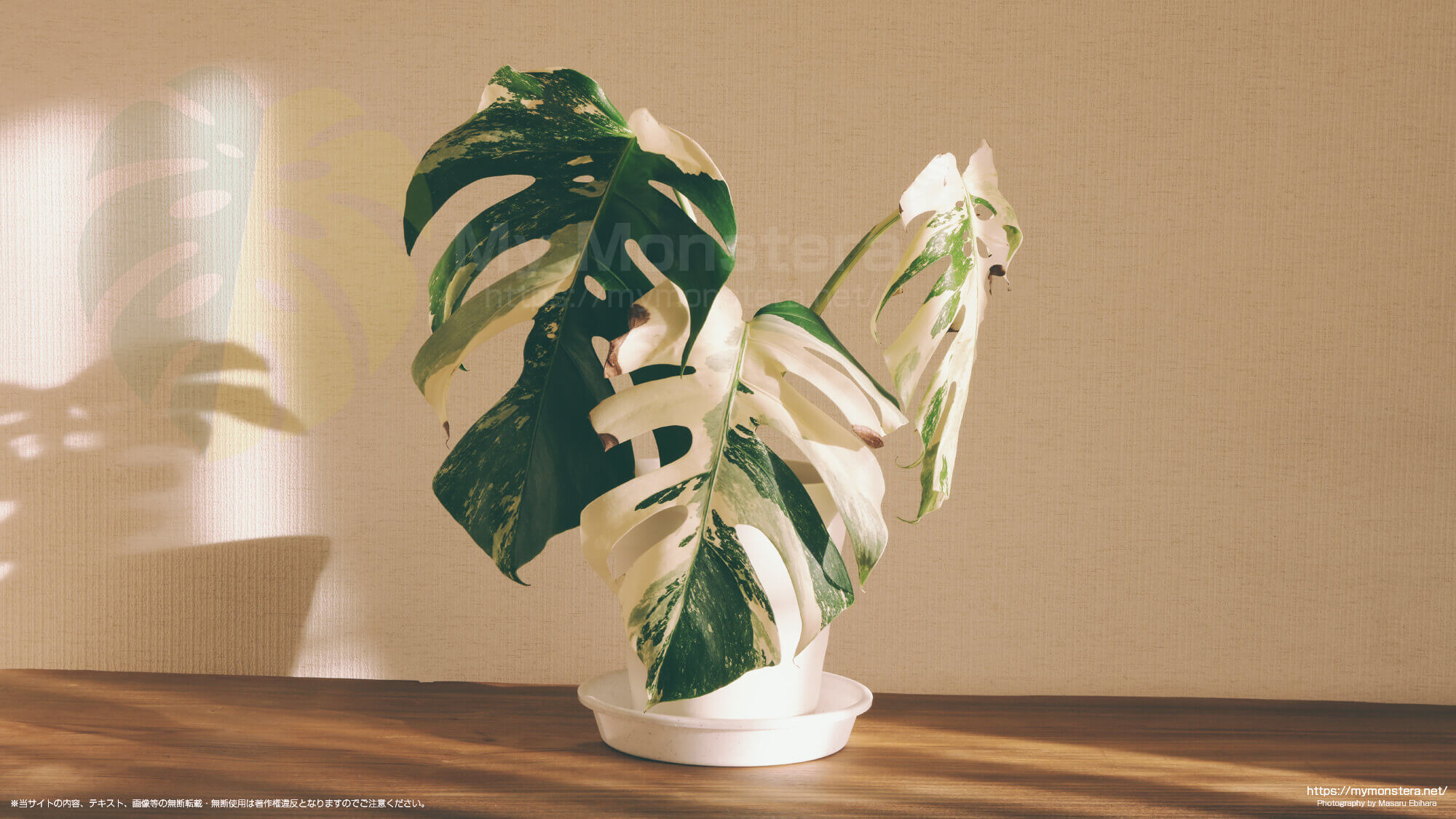 一年で成長した斑入りモンステラの栽培記録 - 私のモンステラ