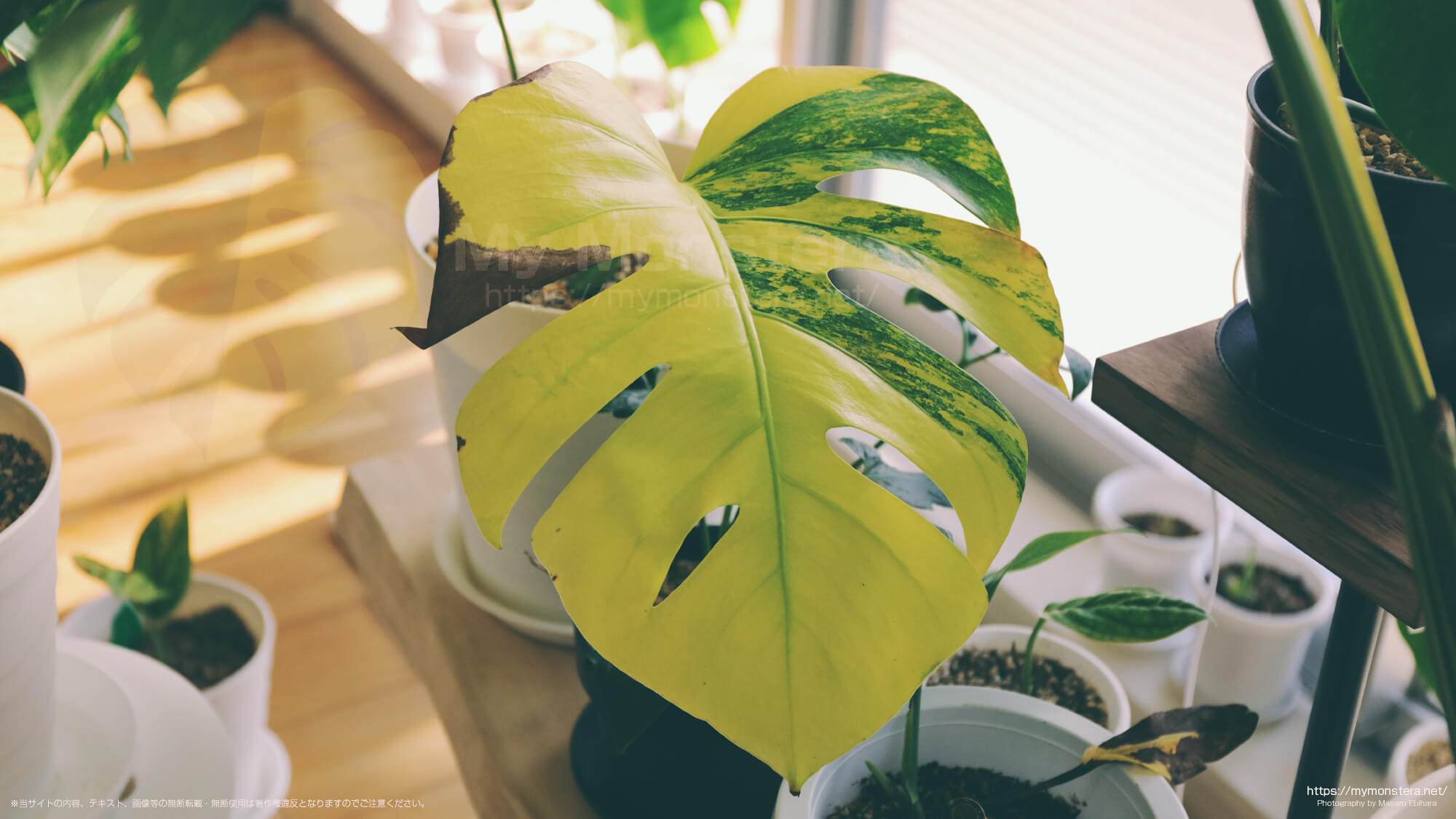 新芽展開から3日後、黄色い斑入りのモンステラボルシギアナに新たな