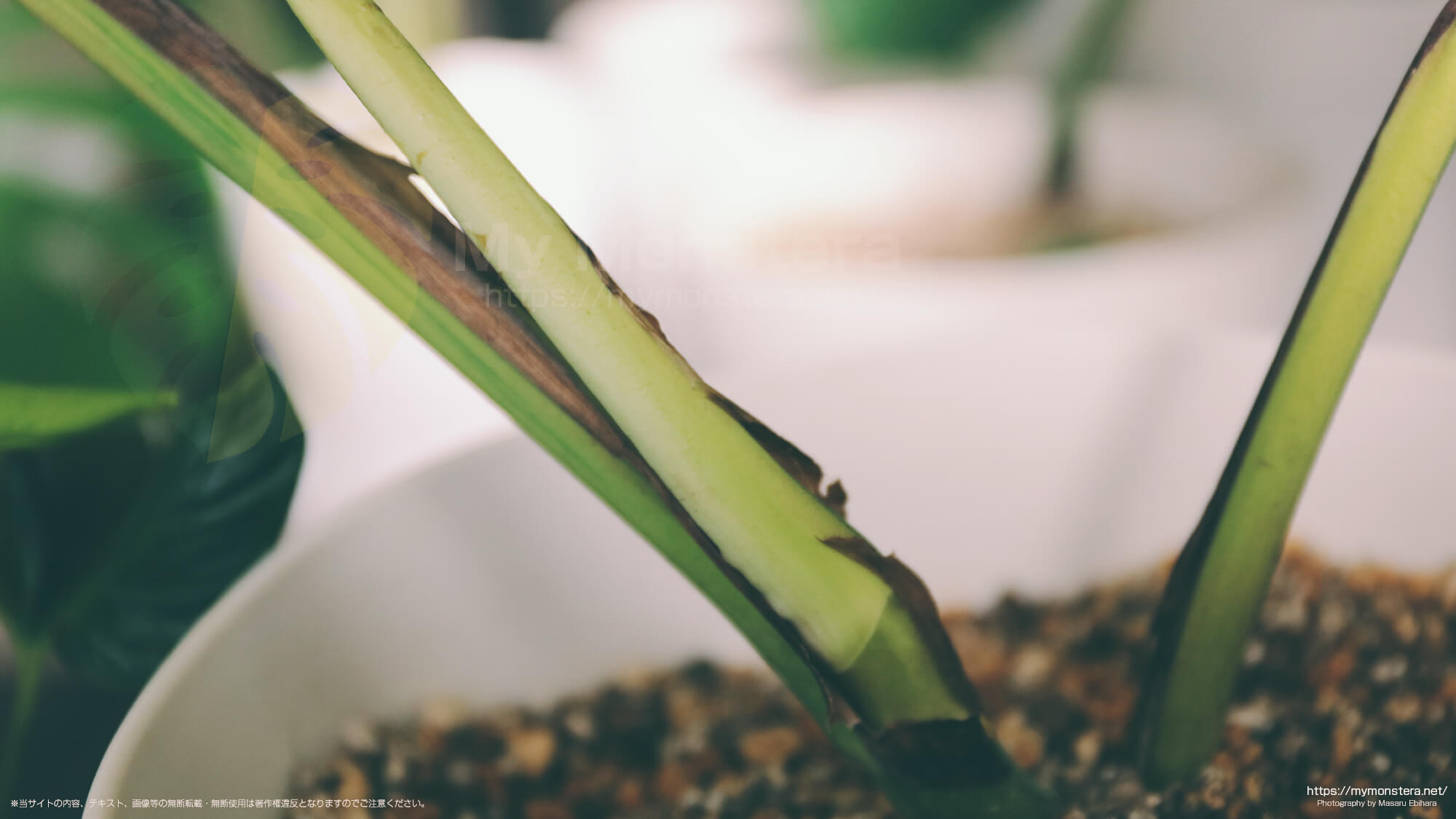 新芽展開から3日後、黄色い斑入りのモンステラボルシギアナに新たな