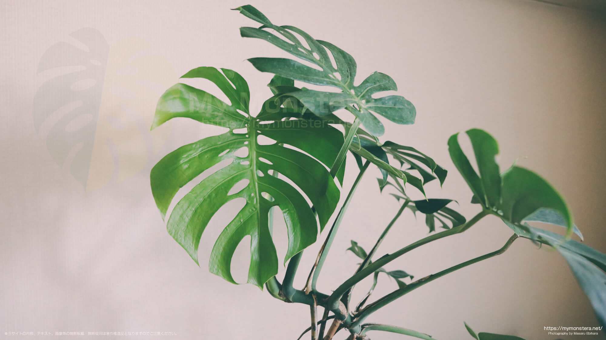いよいよモンステラマクロコズムっぽい葉に変化してきた - 私のモンステラ
