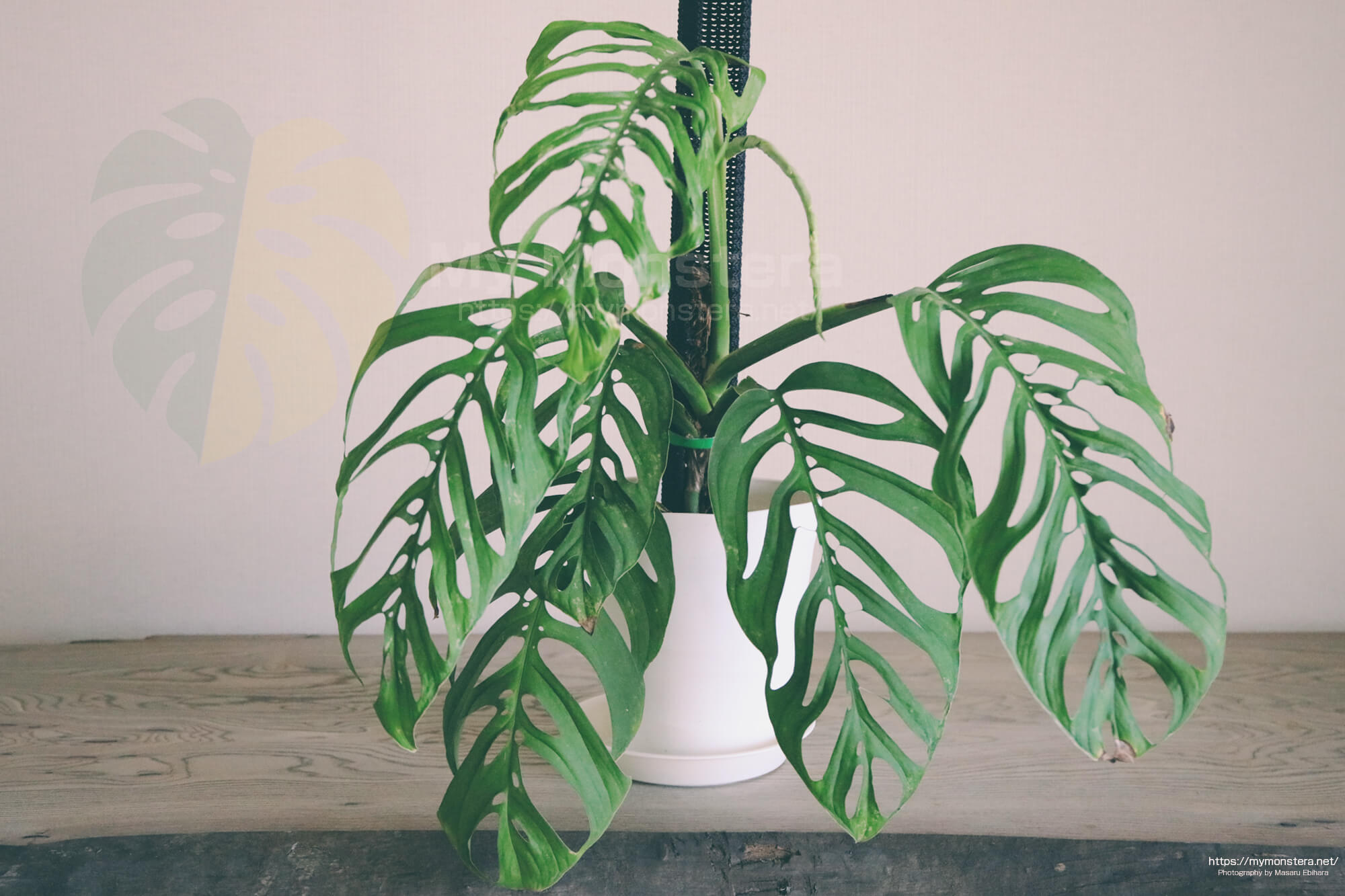 3ヵ月ぶりに新しい葉が出てきたモンステラエスケレート - 私のモンステラ