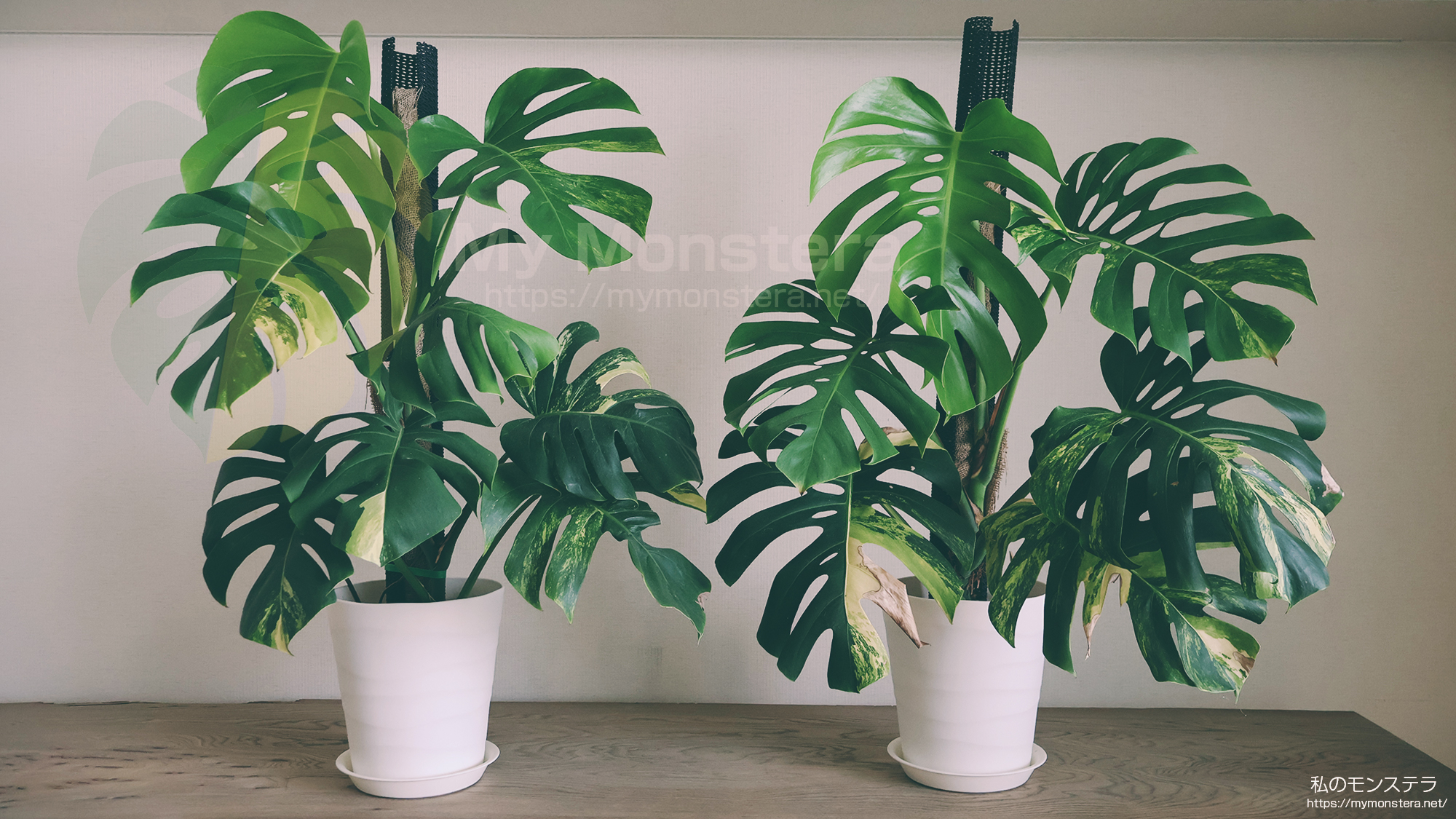 オーレア・モンステラ( Monstera Borsigiana Yellow Variegata 