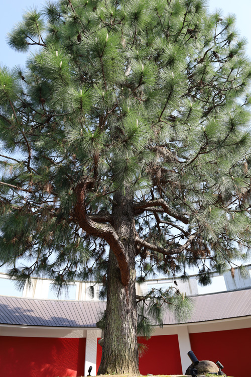 手のひらサイズの巨大松ぼっくりシンボルツリー大王松 | 多治見市の