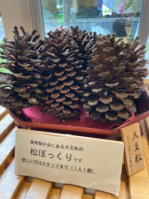 手のひらサイズの巨大松ぼっくりシンボルツリー大王松 | 多治見市の