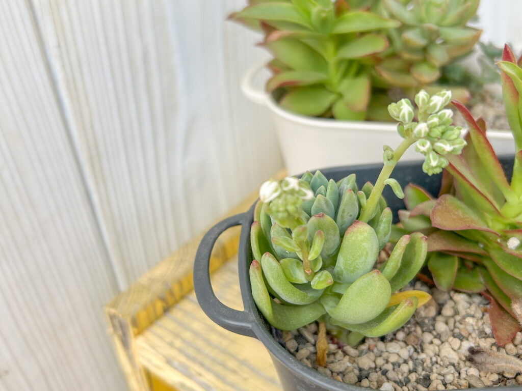 放っておく加減が意外と難しい「多肉植物」。葉挿しや挿し木で増やす