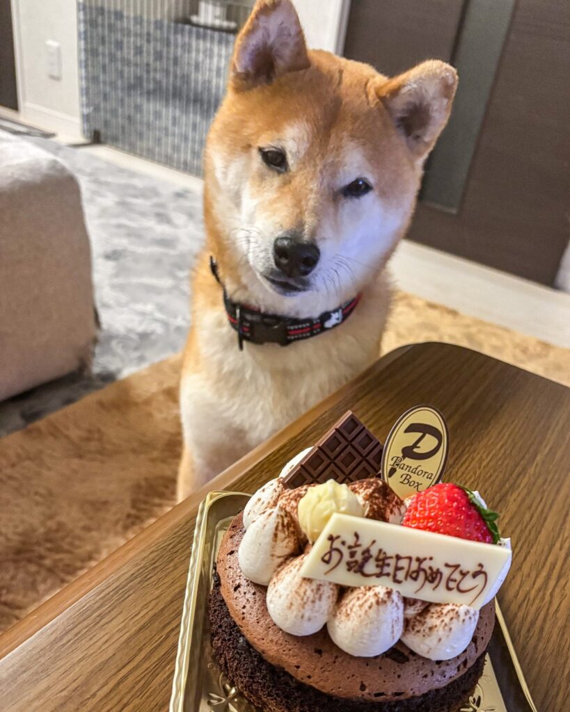 僕のお祝いかな…」自分の誕生日と勘違いしてケーキの前でお座りする犬