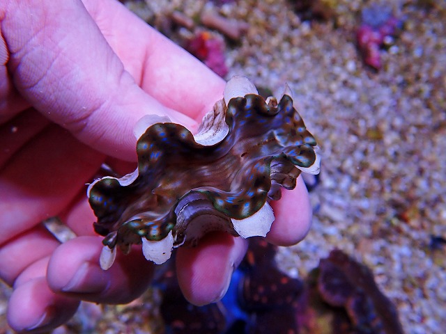 養殖ヒレシャコガイ入荷！ | 生麦海水魚センター