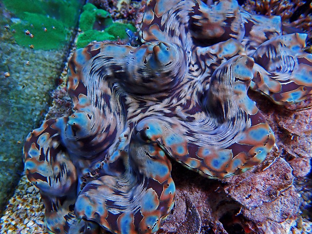 沖縄ヒメシャコガイ追加入荷！特大ヒレシャコガイも入荷しております