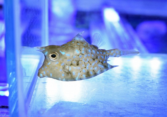 ストライプドバーフィッシュ、セブ産カクレpr、変わりクマのみなどなど