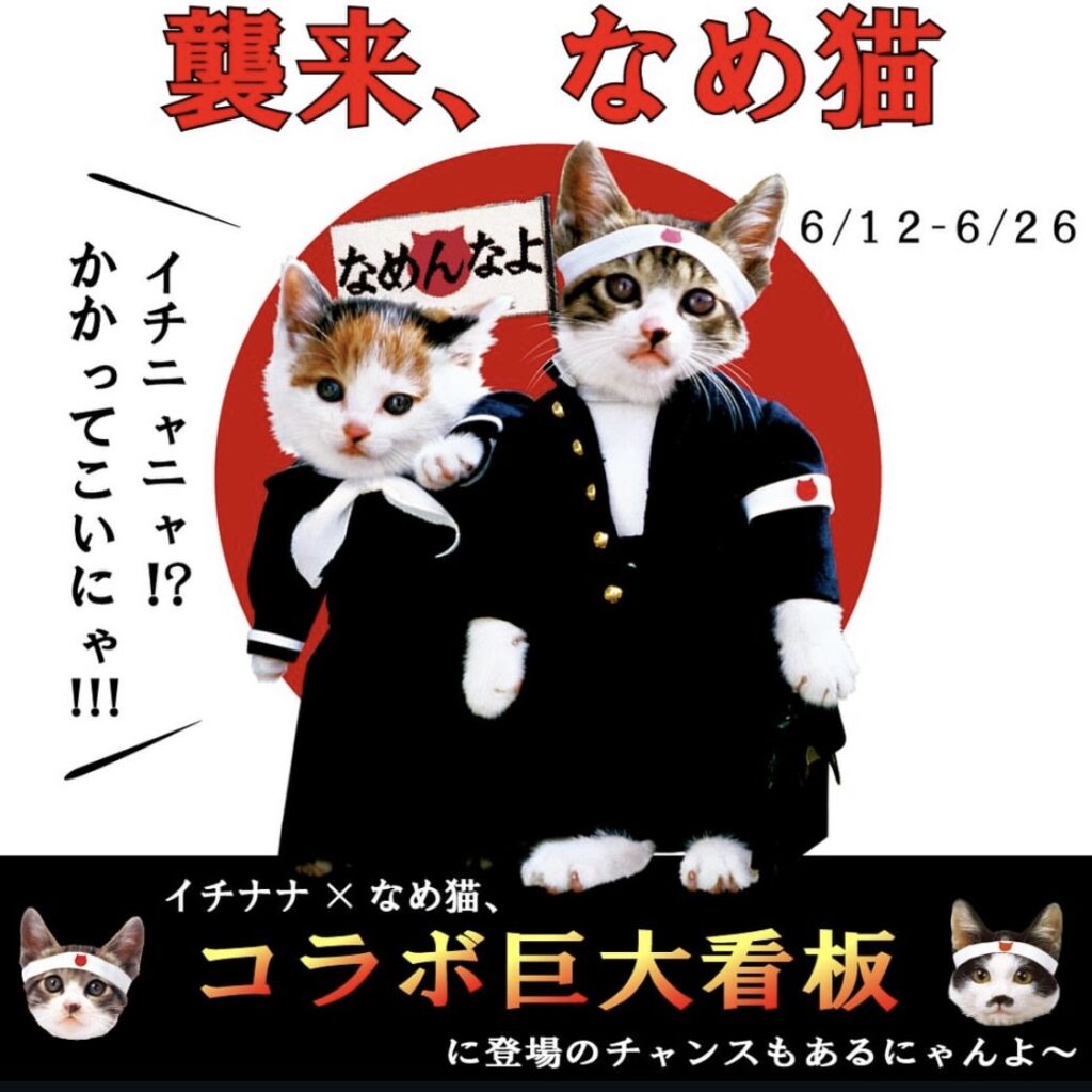 17LIVE × なめ猫 コラボイベント | なめ猫～なめんなよ～公式Webサイト