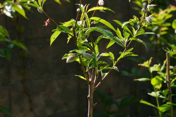 アーモンド | nae-ya｜herbal tree shop ｜ハーバルツリーショップ な