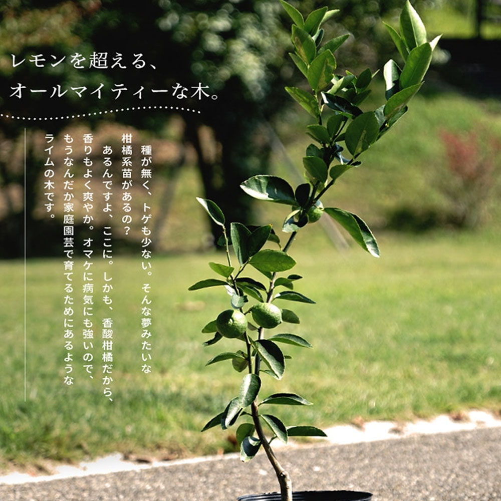フレーバーグリーン 柑橘 ライムの特徴と育て方 kaju_kankitsu