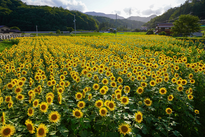 津田ひまわり畑』廿日市市に2万本の”ひまわり畑”が誕生！！ | あんきに