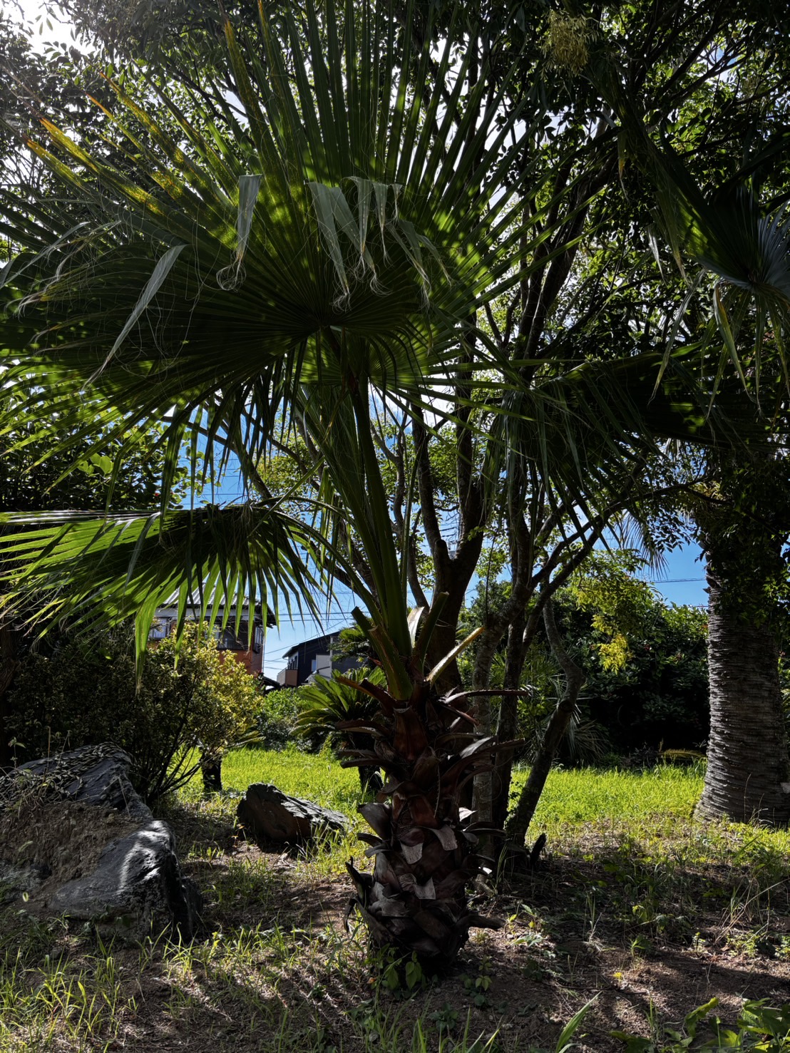ワシントンヤシ｜ヤシの木で南国風の庭をデザインするなら中島造園へ