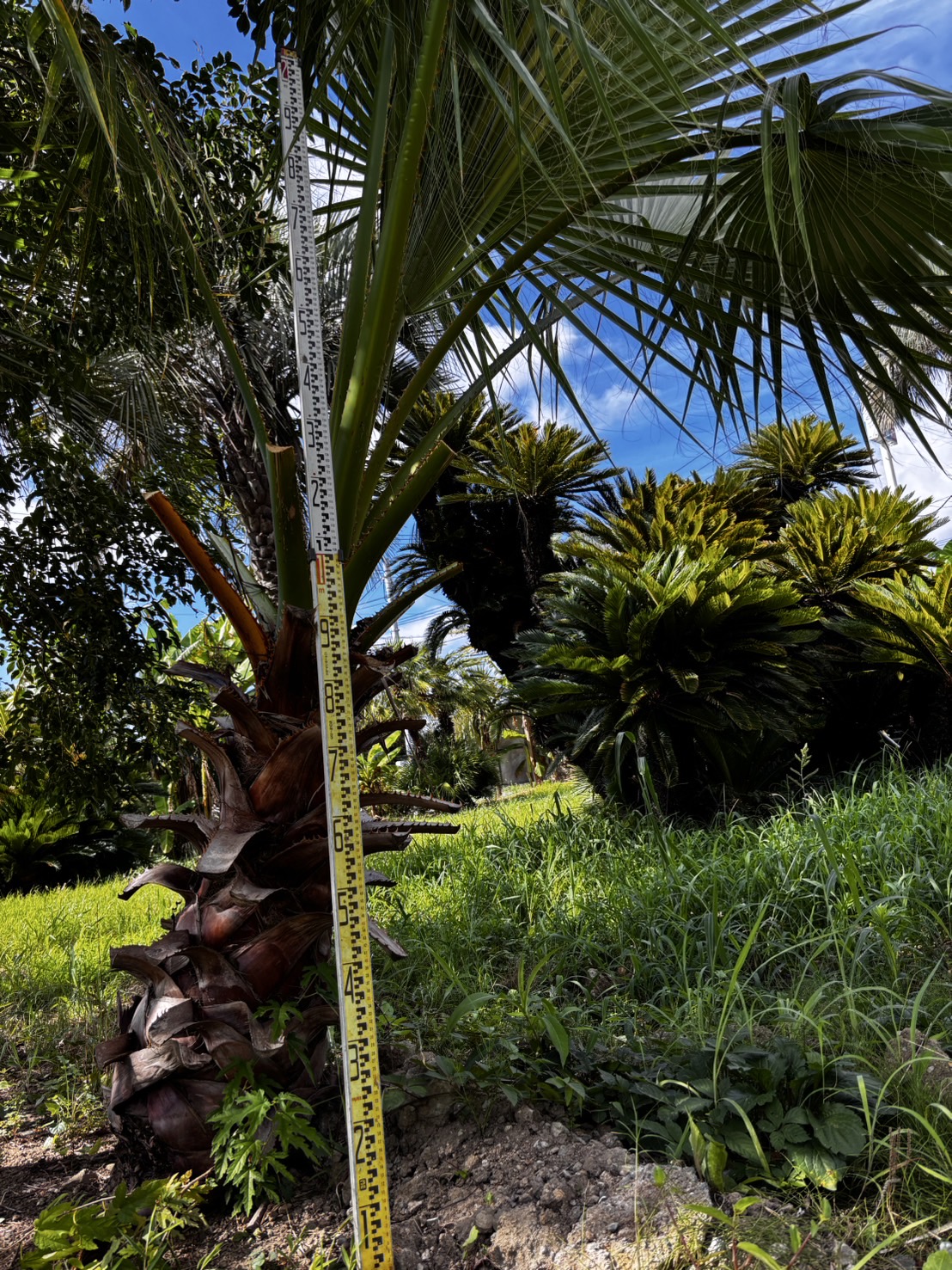 ワシントンヤシ｜ヤシの木で南国風の庭をデザインするなら中島造園へ